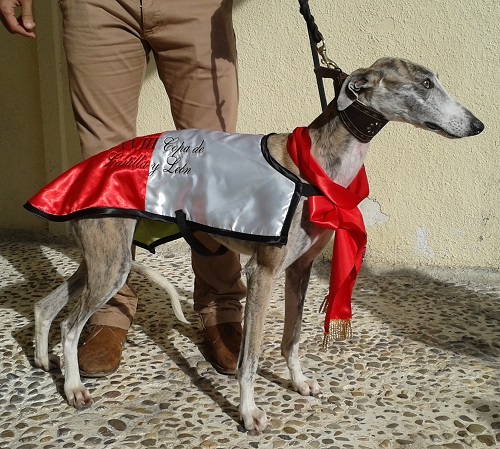 SINDIA DE SUERTE CAMPEONA DE LA XXVIII EDICIÓN DE LA COPA DE CASTILLA