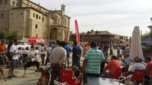 ENTRAÑABLE Y ESPECTACULAR EL  I CONCURSO MORFOLÓGICO «AMIGOS DEL GALGO»
