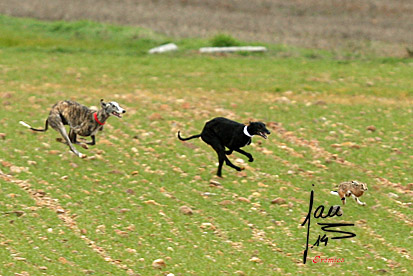 SORTEO FASES PREVIAS DEL LXXIX CTO. DE ESPAÑA DE GALGOS EN CASTILLA Y LEÓN