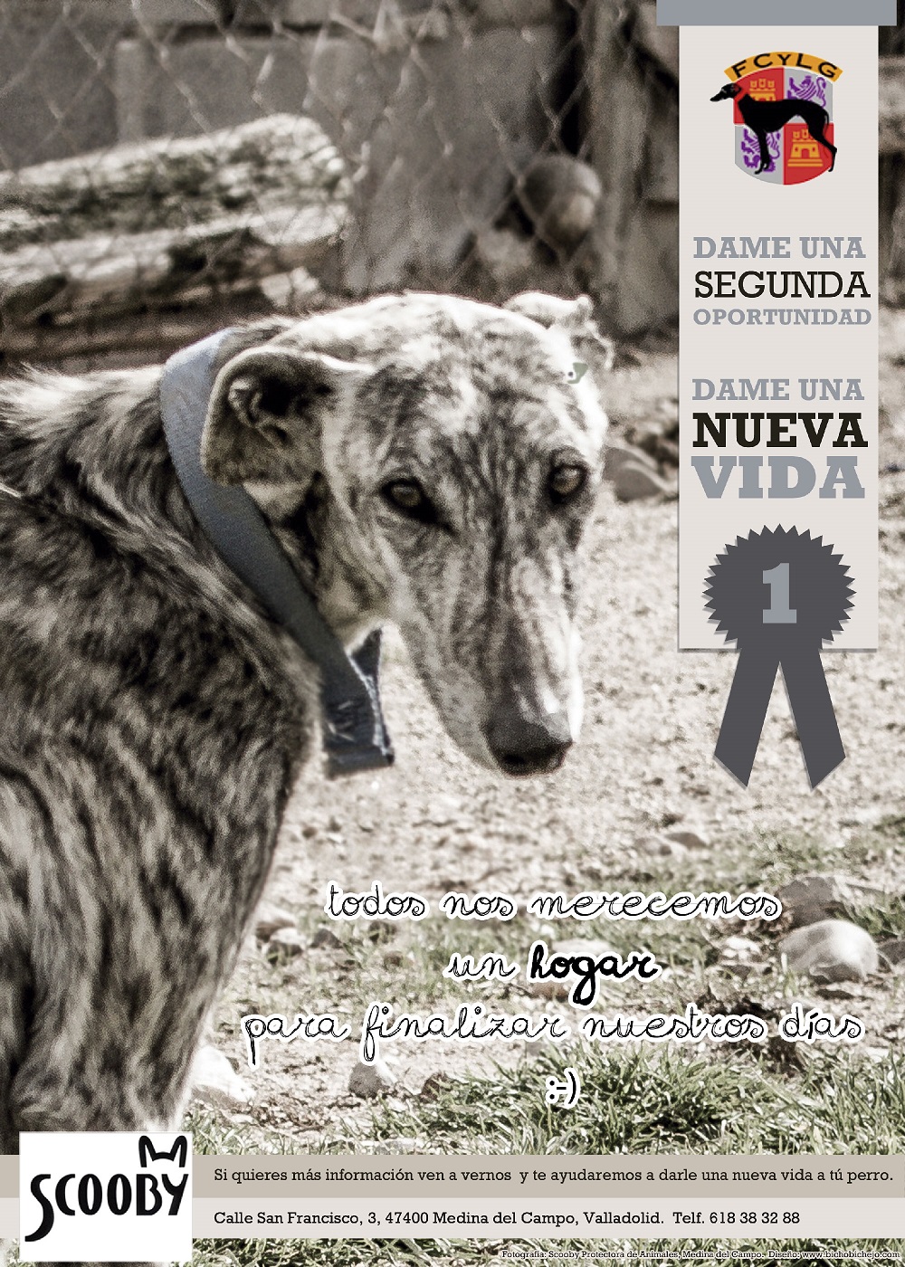 cartel para web campeonato galgos campaa