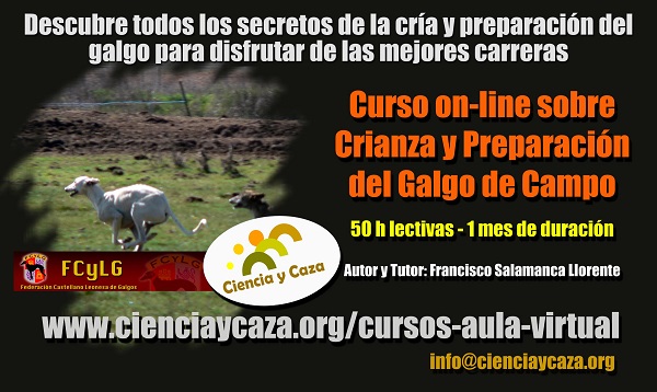 Flash Curso Galgo definitivo