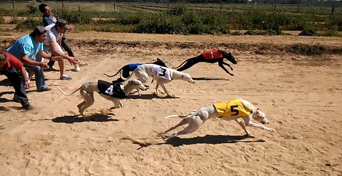 Galgos en pista