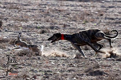 GALGOS Y LIEBRES EXCEPCIONALES EN MADRIGAL