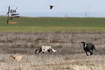CASTILLA Y LEÓN A CUARTOS CON SUS CUATRO REPRESENTANTES