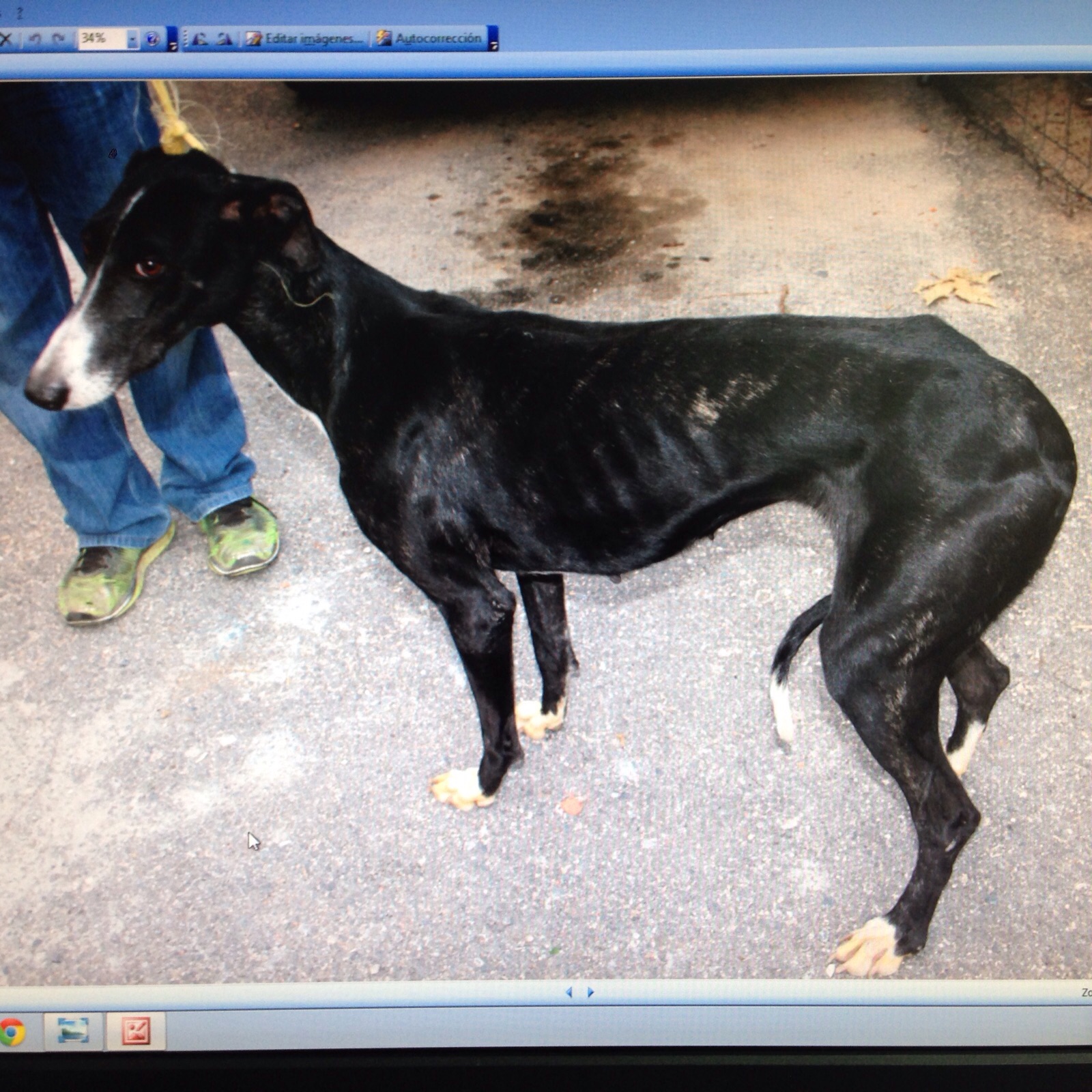 EL TIMADOR DE GALGOS ROBADOS