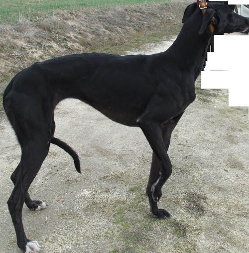 GALGOS RECUPERADOS POR EL SEPRONA