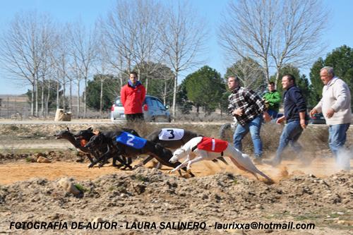 EL XXX CAMPEONATO DE CASTILLA Y LEÓN DE GALGOS EN RECTA 2016 PONE BROCHE FINAL A LA LEGISLATURA DE LA ACTUAL COMISIÓN DE LIEBRE MECÁNICA