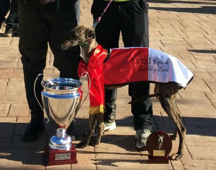 CANIJA DE GALGOSALADA SE HACE CON LA XXXI EDICIÓN DE LA COPA DE CASTILLA