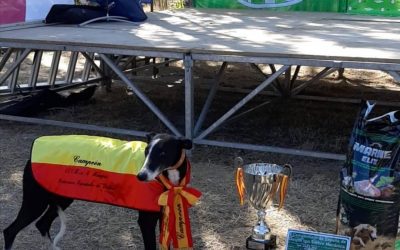 LOS GALGOS DE CASTILLA Y LEÓN EN EL NACIONAL DE LIEBRE MECÁNICA