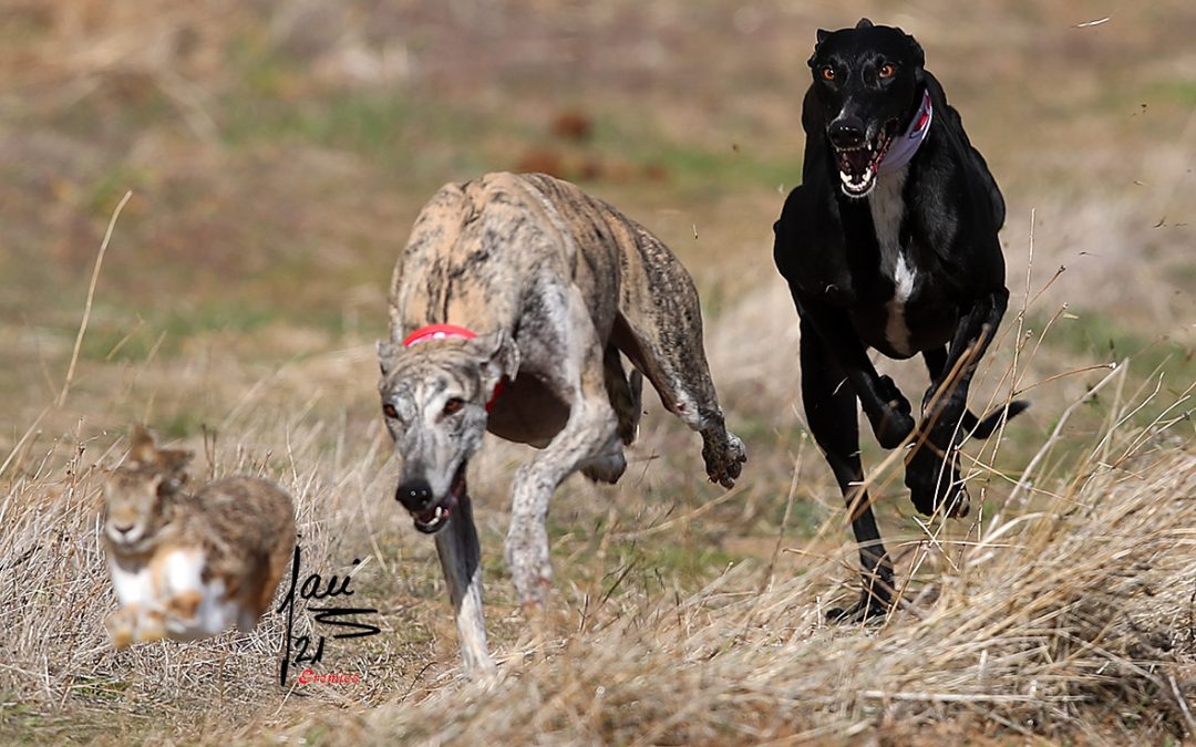 SEMIFINAL DEL GRUPO MIXTO EXTREMADURA / CASTILLA Y LEÓN