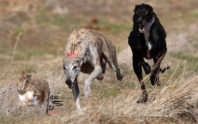 SEMIFINAL DEL GRUPO MIXTO EXTREMADURA / CASTILLA Y LEÓN