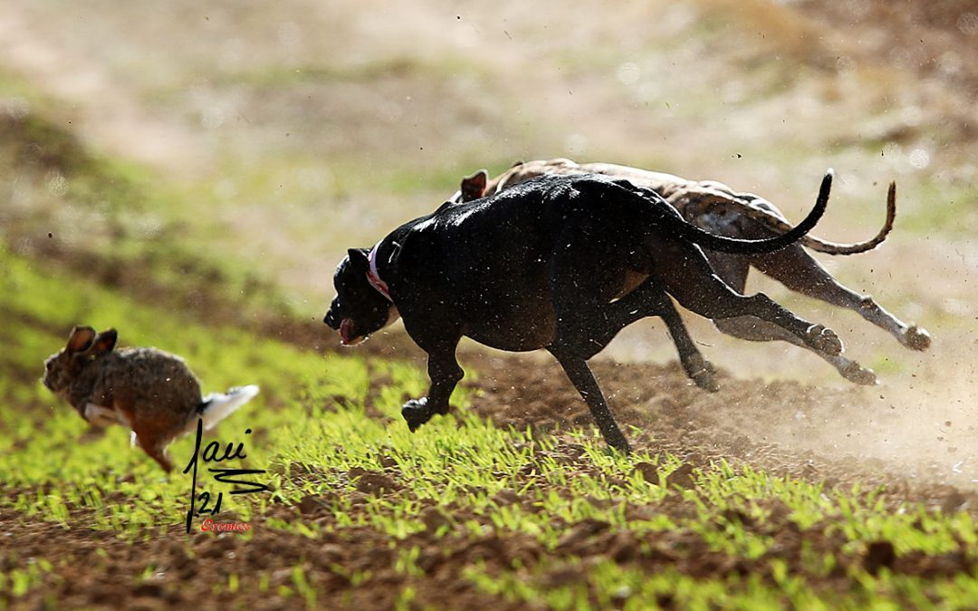 FINALES DE LAS FASES PREVIAS EN CYL DEL LXXXIV CTO DE ESPAÑA DE GALGOS EN CAMPO, COPA S.M EL REY