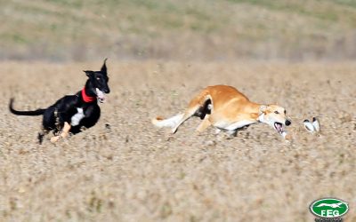 SORTEO DE COLLERAS LXXXV CTO DE ESPAÑA DE GALGOS EN CAMPO