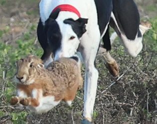 SORTEO DE LAS FASES PREVIAS EN CYL DEL LXXXVI CTO. ESPAÑA DE GALGOS EN CAMPO