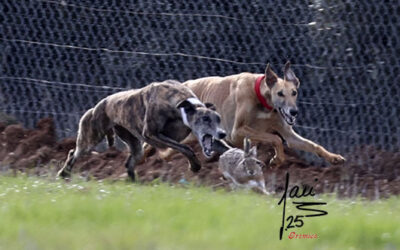 LA FEDERACIÓN DE CASTILLA Y LEÓN DE GALGOS DISPUTARÁ LA II EDICIÓN DE LA SUPERCOPA DE CASTILLA Y LEÓN DE GALGOS