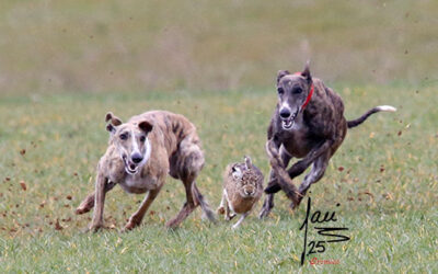 CITA COLLERAS 1 Y 2 DE NOV 2025