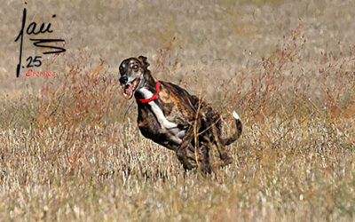 CITA COLLERAS 15 Y 16 DE NOV DE 2025. Modificada