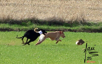 CITA COLLERAS 15 Y 16 DE NOV DE 2025