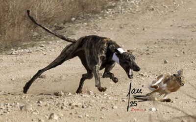 CRÓNICA 30 DE NOV DE 2025