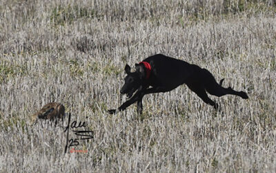 CRÓNICA 8 DE NOV DE 2025