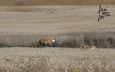 CRÓNICA 15 DE NOV DE 2025