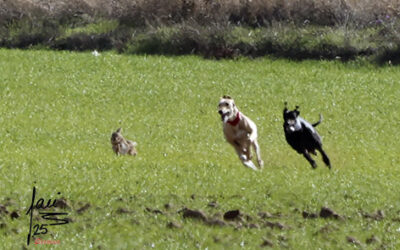 CRÓNICA 13 DE NOV DE 2025