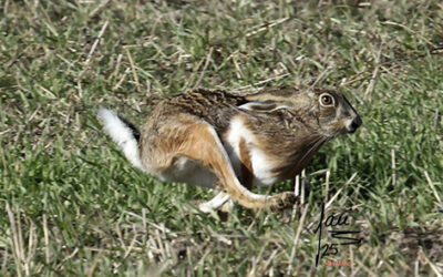 CRÓNICA 1 DE DIC 2025