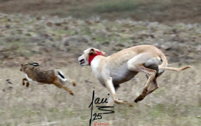 CRÓNICA 16 DE NOV DE 2015