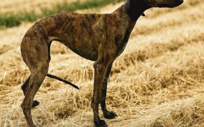 CRÓNICA SEMIFINAL GRUPO III. 18 DE DIC 2025