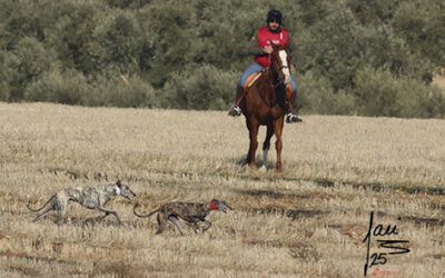 SORTEO FINALES FASES PREVIAS LXXXVIII CTO ESPAÑA DEL GALGOS EN CAMPO