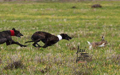 *La Junta Directiva de la FCyLG suspende la II Supercopa de Castilla y Leon de Galgos