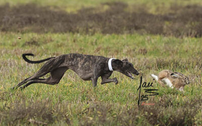 CRÓNICA  FINALES 21 DE DIC DE 2025