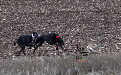 CAMPOS DE CARRERA FGCYL LXXXVIII CTO DE ESPAÑA DE GALGOS EN CAMPO