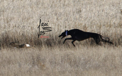 CRÓNICA SEMIFINALES 14 DE DIC DE 2025