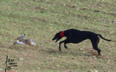 CRÓNICA 13 DE DIC 2025. SEMIFINALES